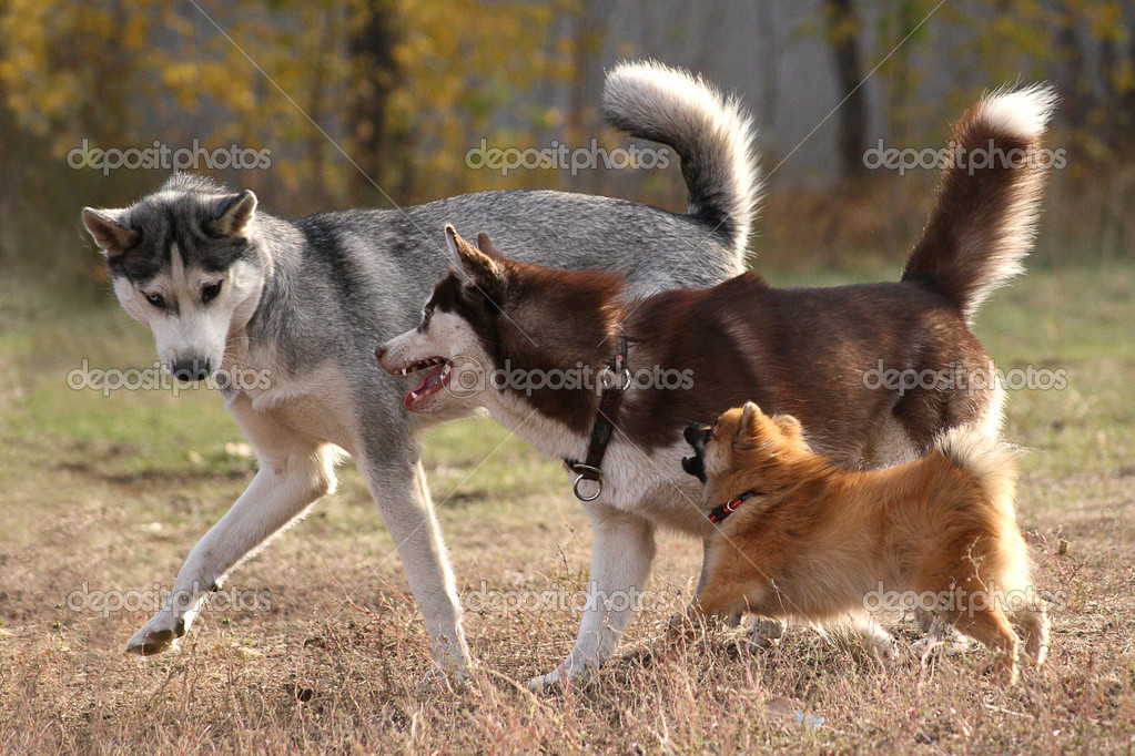 Large, medium and small - three dogs — Stock Photo © skvortsova #19952129