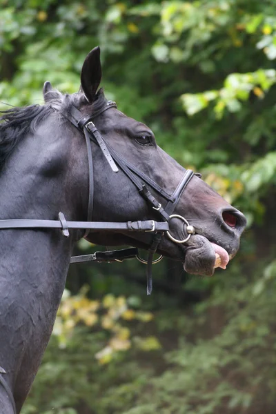 サラブレッド競馬 — ストック写真