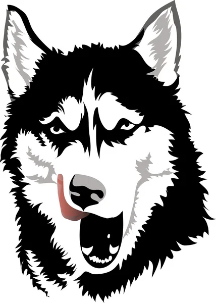 Husky licked — Stock Vector