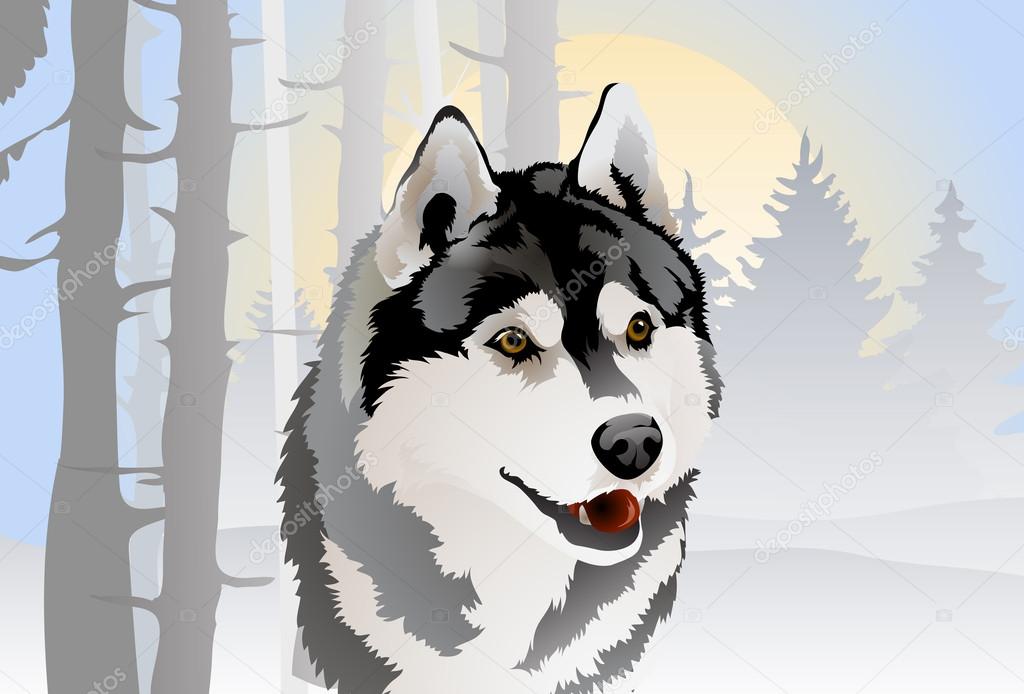 Siberian Husky dog breed in the winter forest