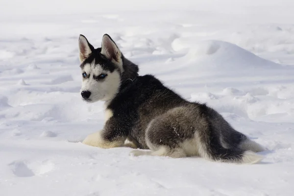 Kızgın köpek yavrusu köpek doğurmak Sibirya husky kar — Stok fotoğraf