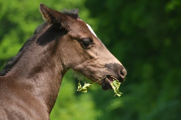 Little red foal — Stock Photo, Image