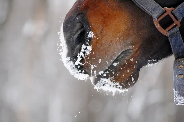 Breathing horse — Stock Photo, Image