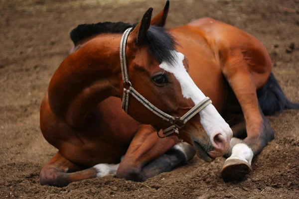 Horse Orlov trotter — Stock Photo, Image
