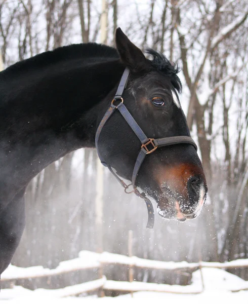 Cabeça de um cavalo Orlov trotter raça — Fotografia de Stock