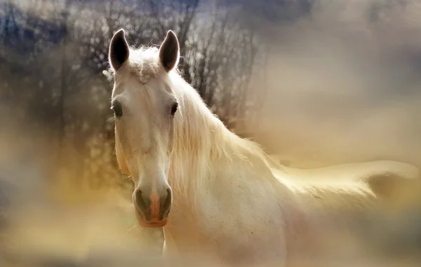 Romantisches Pferd — Stockfoto