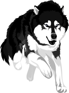 köpek doğurmak malamute