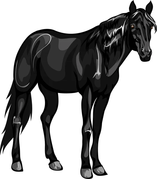 Horse stands — Stock Vector