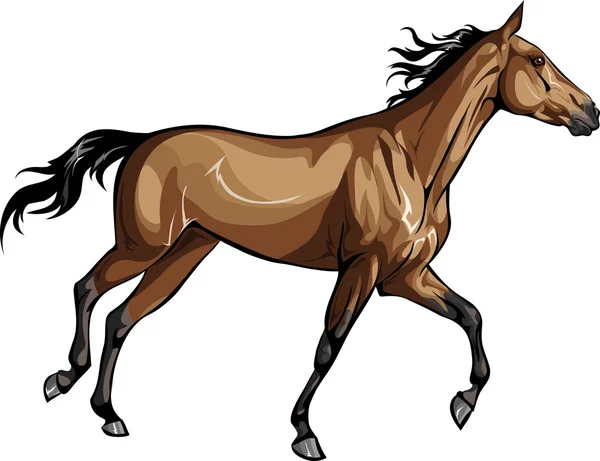 Racehorse — Stock Vector