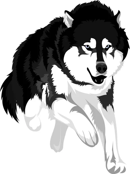 Σκυλί φυλή malamute — Διανυσματικό Αρχείο