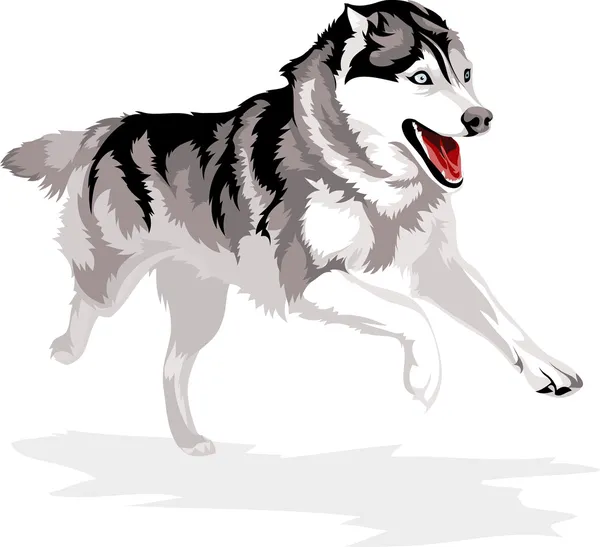 Sibiřský husky — Stockový vektor