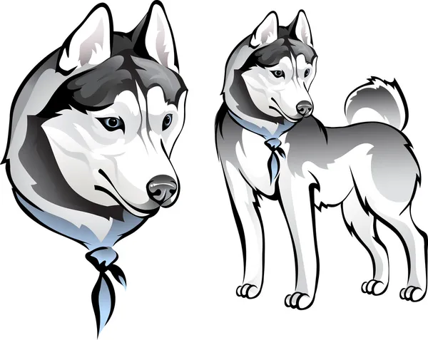 Husky cão em bandana —  Vetores de Stock