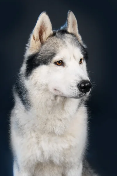 Siberian husky — Stockfoto