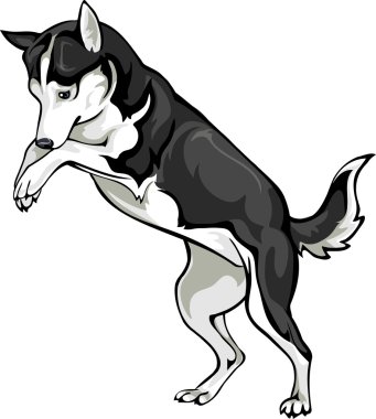 köpek oynama