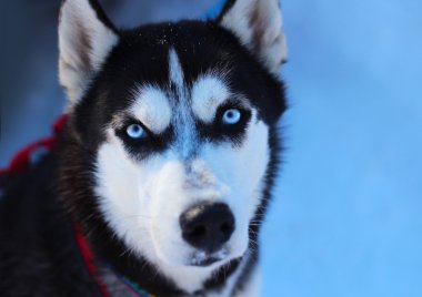 Siberian dış yapraklar