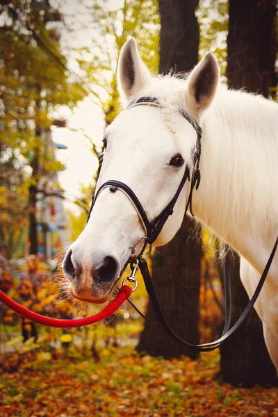 Parco autunnale — Foto Stock