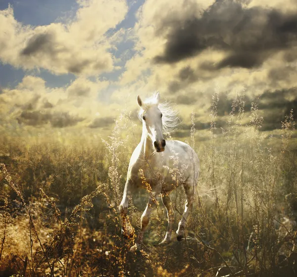 Caballo blanco en el prado — Foto de Stock