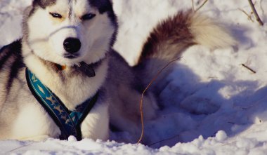 kızak köpeği karda yalan