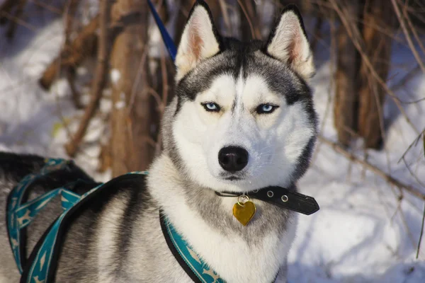 Perro de trineo tirado en la nieve — Foto de Stock