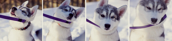 Упрямый щенок
