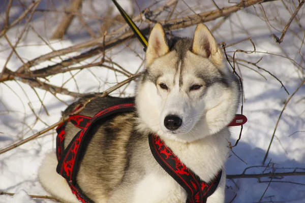 Siberian Husky watches — Stock Photo, Image