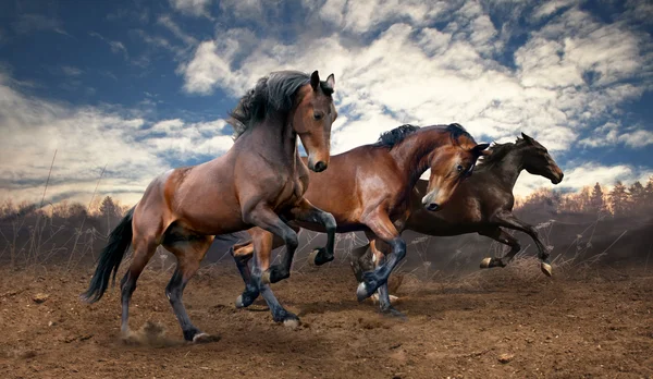 Дикі стрибкові затоки коней — стокове фото