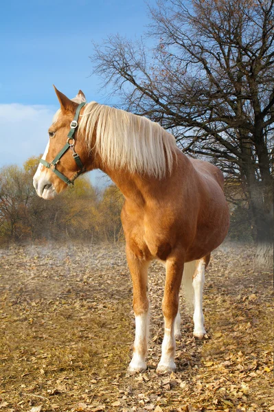 Sonbaharın bir arka planda Estonya kırmızı at — Stok fotoğraf