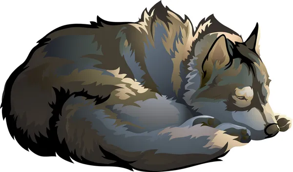 Loup endormi — Image vectorielle