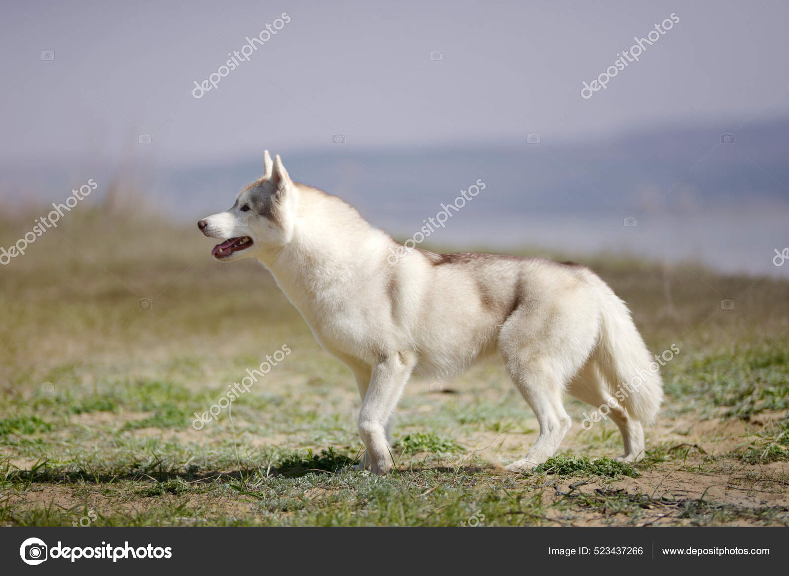 Siberian feminino 2025