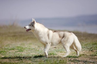 esmer kadın boğuk yürüyüş, fırtınalı gökyüzü