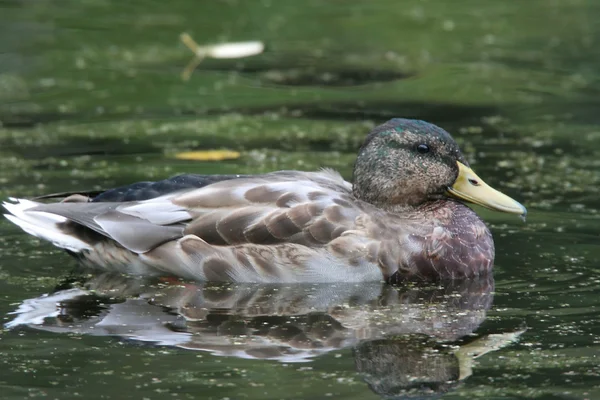 Duck 4 — Stock Photo, Image