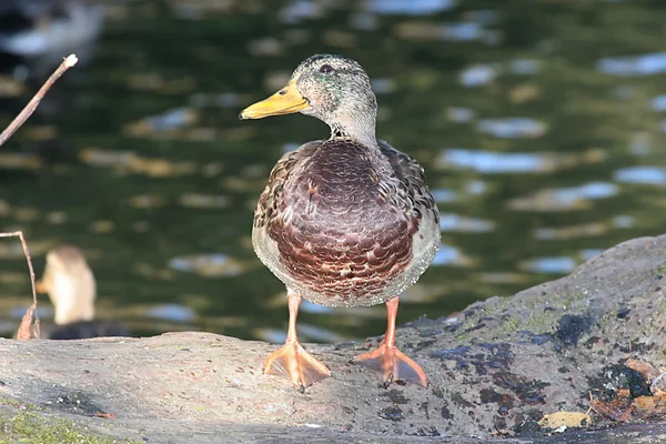 Duck 6 — Stock Photo, Image