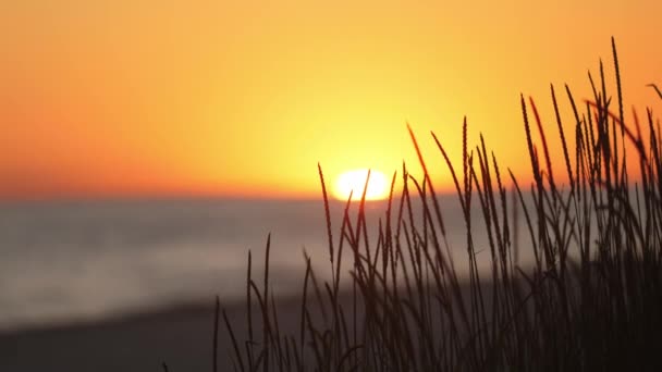 Sunset Through the Grass at the Beach — Stok video