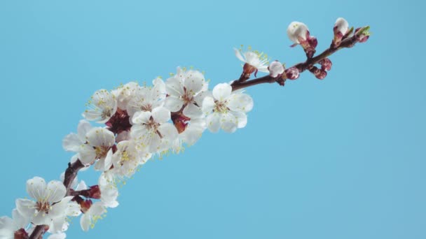 Цветы весеннего абрикоса Цветы цветка открытия Timelapse — стоковое видео
