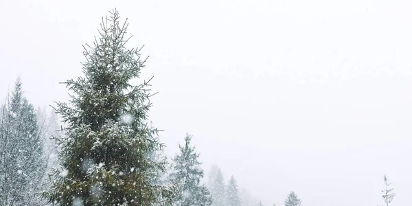 Zimowa Scena Bożonarodzeniowa, Widok na Snowy Pine Forest w górach — Zdjęcie stockowe