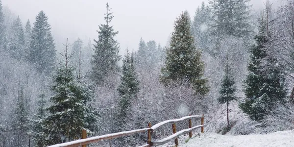 Vintersemester scen, Utsikt över den snöiga tallskogen i bergen, Ukraina — Stockfoto