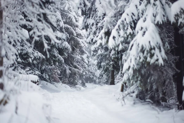 Caminho de inverno entre árvores de abeto fosco na floresta montanhosa — Fotografia de Stock