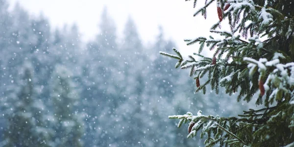 Fundo de inverno de Natal com filiais de árvores de abeto e fundo de floresta turva — Fotografia de Stock