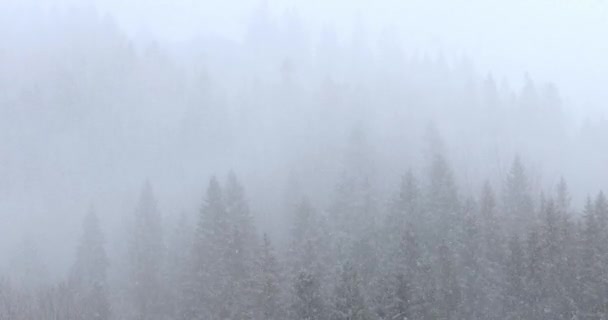 冬山降雪。雪松森林背景 — 图库视频影像