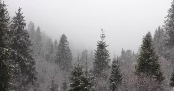 Floresta de neve nas montanhas de inverno. Floresta de pinho nevado fundo — Vídeo de Stock