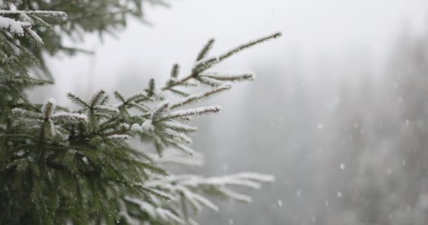 Vánoční zimní pozadí s jedlovými větvemi a rozmazané lesní pozadí — Stock video