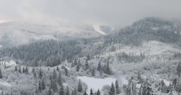 Scena natalizia invernale, Veduta della pineta innevata in montagna — Video Stock