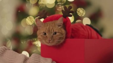 Noel 'de Komik Kedi Hediye kutusunda Takım Elbise