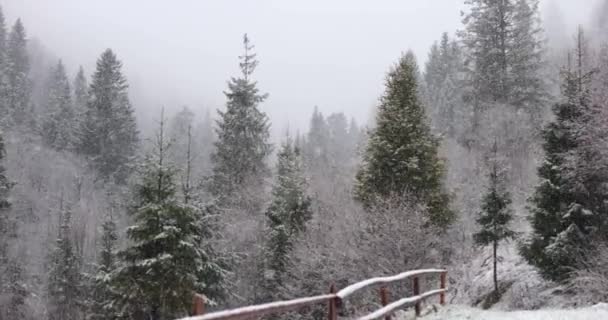 Nevicate sulle montagne invernali. Sfondo foresta di pini innevati — Video Stock