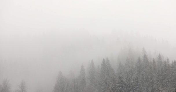 Снегопад в зимних горах. Снежный сосновый лес — стоковое видео
