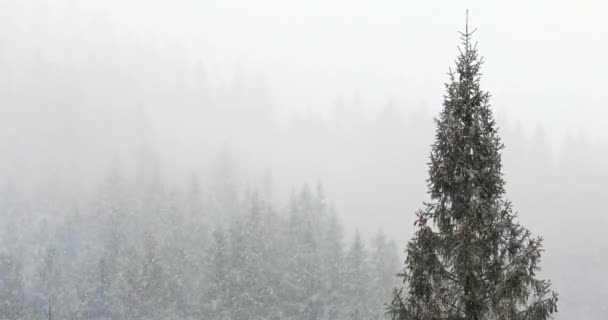 Χειμωνιάτικη Χριστουγεννιάτικη Σκηνή, Θέα του χιονισμένου πευκοδάσους στα βουνά — Αρχείο Βίντεο