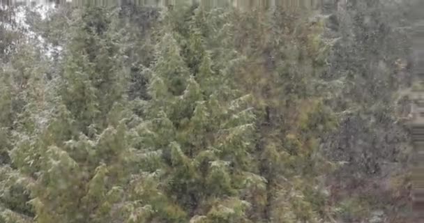 Fondo de invierno de Navidad con ramas de abeto y fondo borroso del bosque — Vídeos de Stock