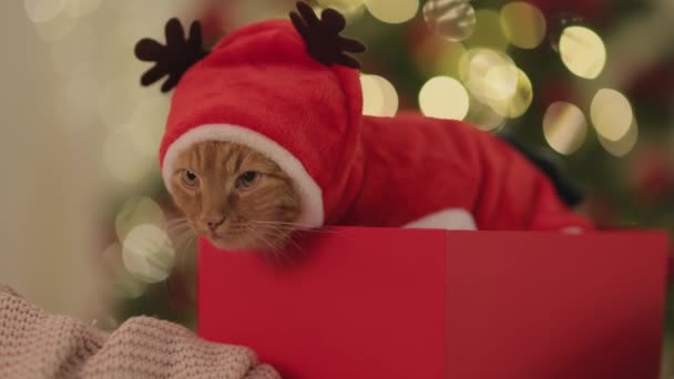 Lustige Katze im Weihnachtsanzug in der Geschenkbox — Stockvideo