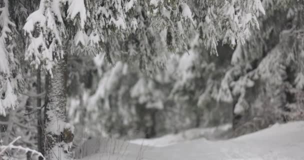Caminho de inverno entre árvores de abeto fosco na floresta montanhosa — Vídeo de Stock