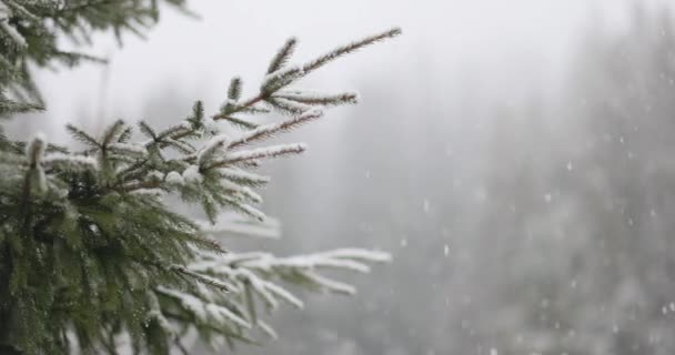 Різдвяне зимове тло з гілками ялинок і розмитими лісами — стокове відео